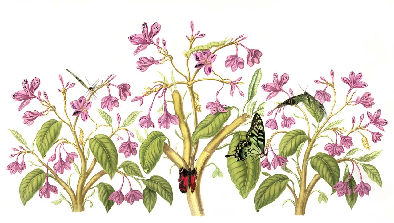 Flowering branches with caterpillars, a chrysalis and butterflies, after a plate by Maria Sibylla Merian, 1705.
